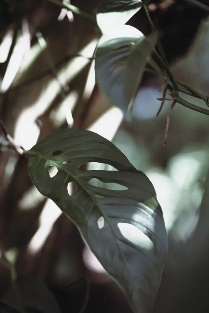 Studio, Pictufy: Monstrea lascia la natura_1