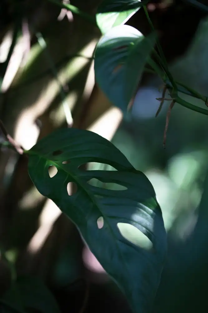 Studio, Pictufy: Monstrea lascia la natura_2
