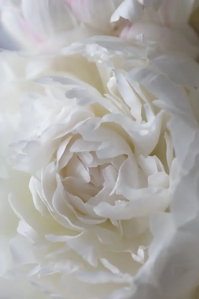 Studio, Pictufy: Peonia_14