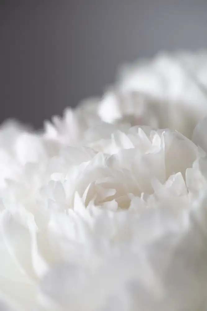 Studio, Pictufy: Peonia_15