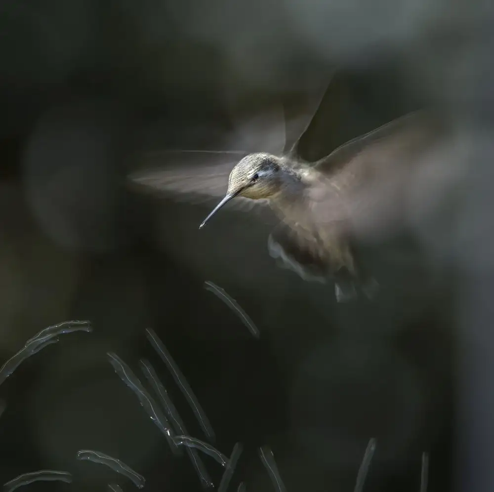 Tseng, Judy: Kolibri-Tanz
