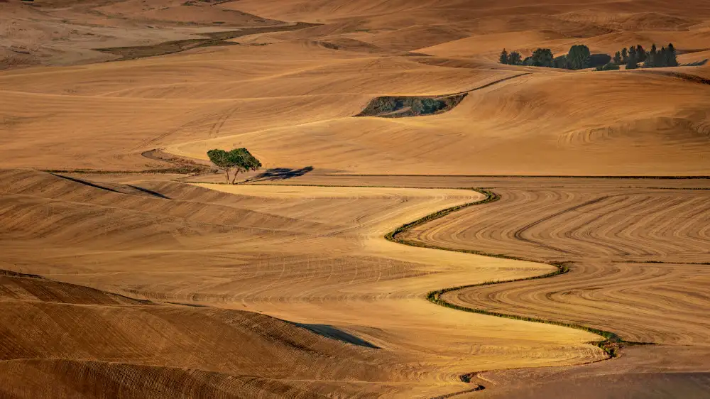 Cai, James: Zlatá palouse