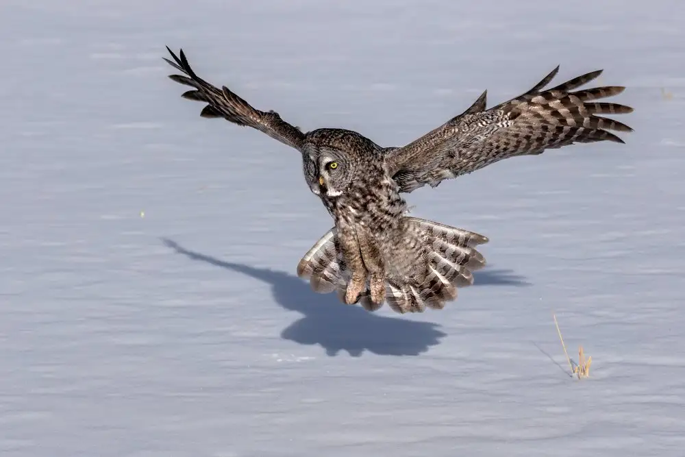 Zuo, Jun: Great Grey Owl
