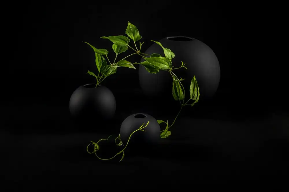 aybena: Serpente