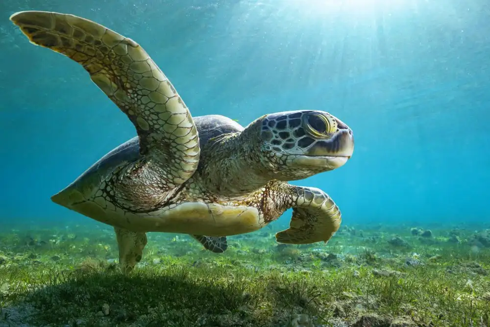 Melesan, Serge: Tortue verte