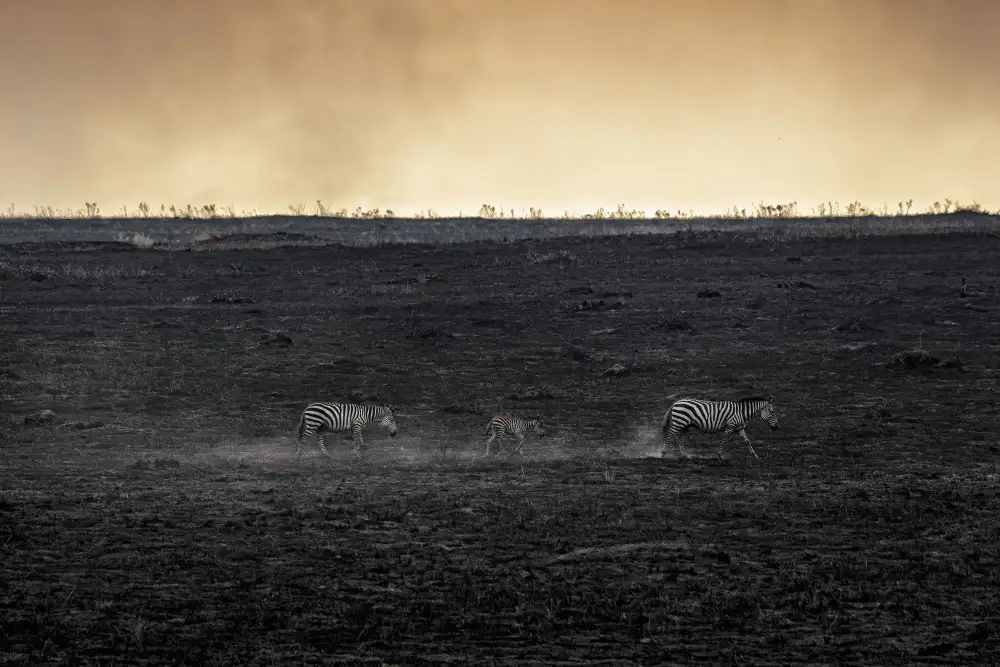 Marchegiani, Roberto: Savana in fiamme