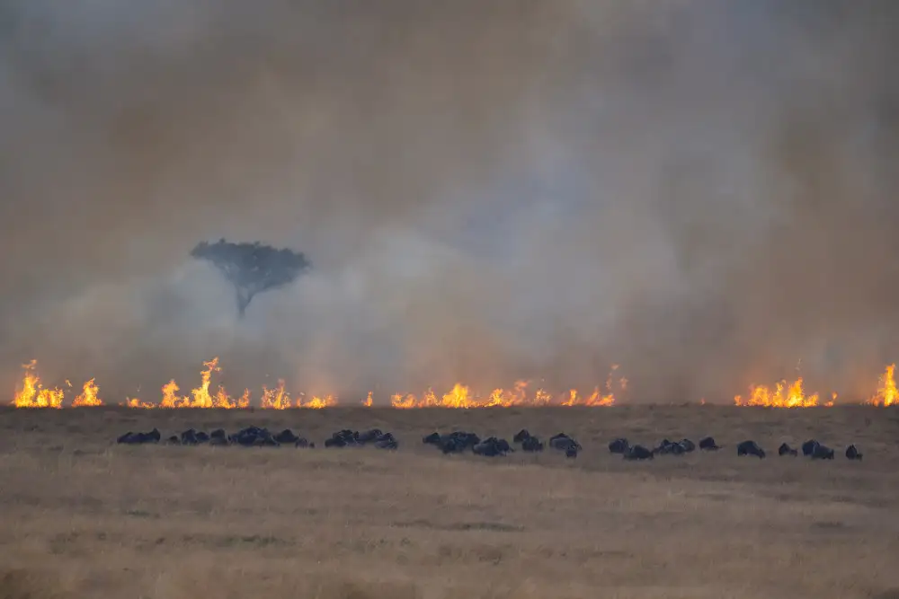 Marchegiani, Roberto: Savana in fiamme