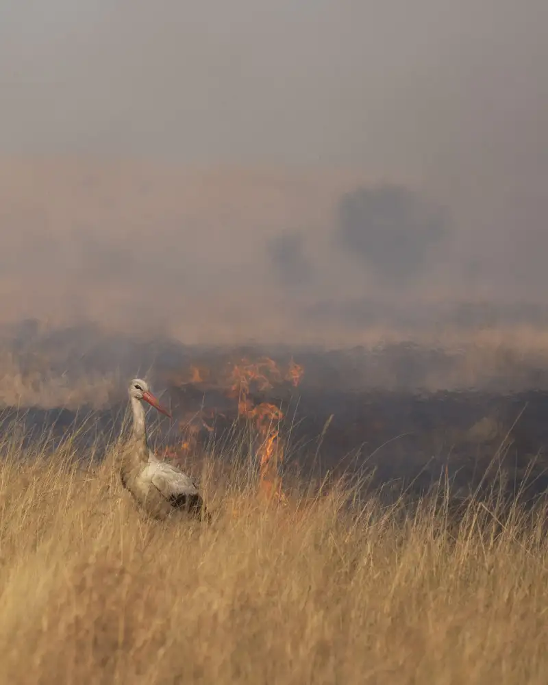 Marchegiani, Roberto: Savannah Burning