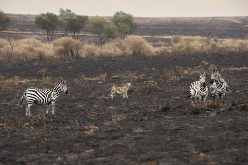 Marchegiani, Roberto: Savana in fiamme