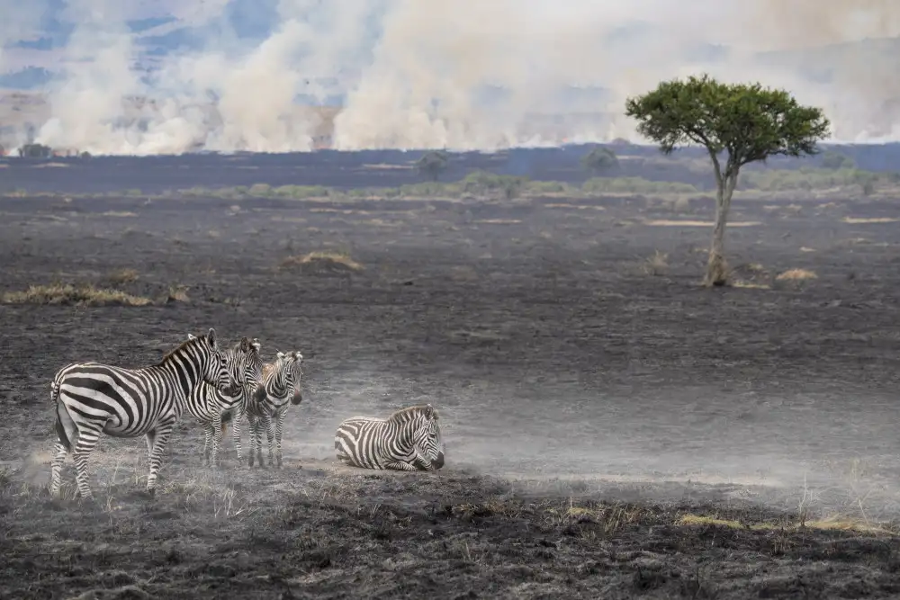 Marchegiani, Roberto: Savannah Burning