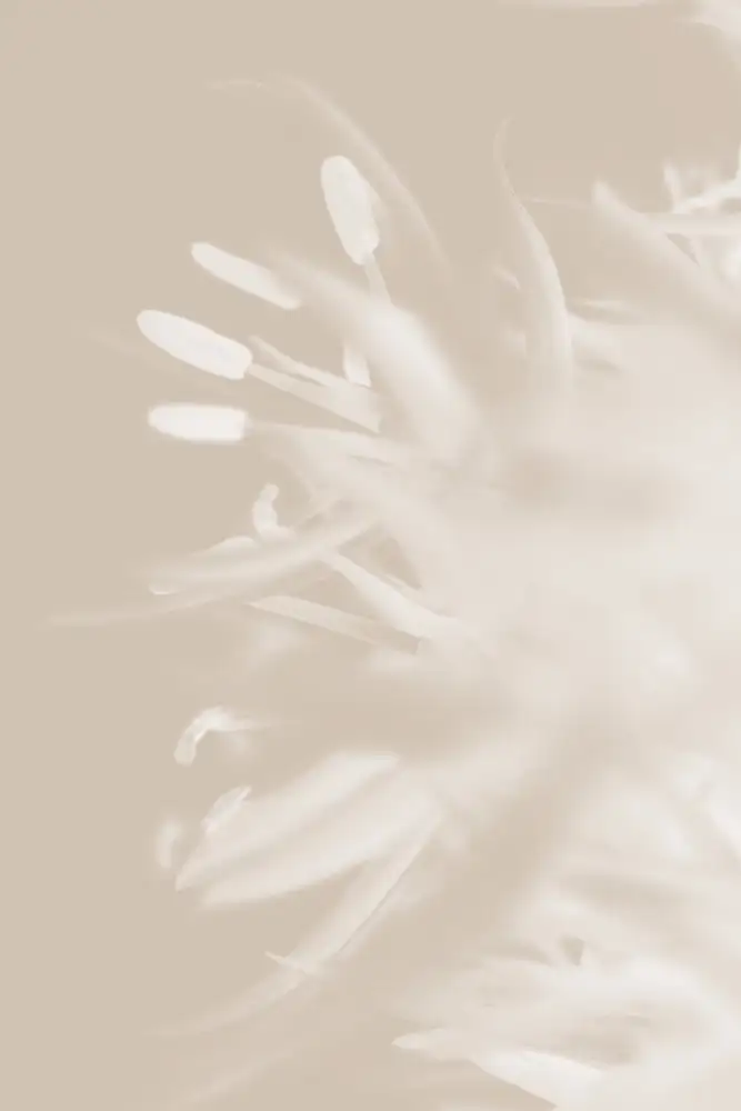Studio, Pictufy: Fiore Beige_1