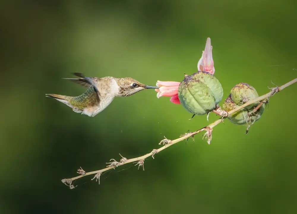 Li, Alex: Colibrì