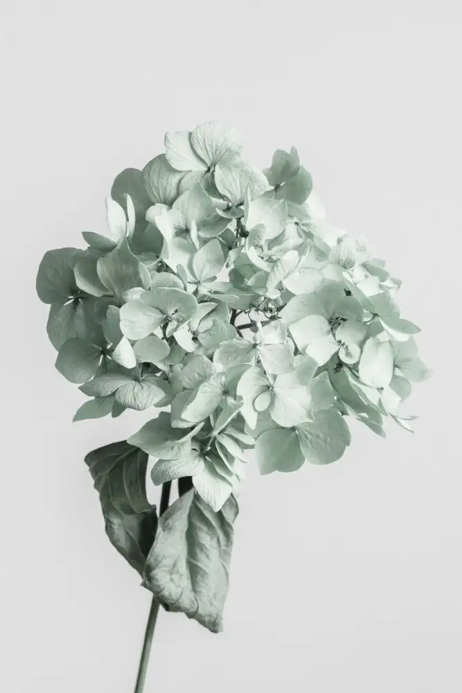 Studio, Pictufy: Grüne getrocknete Blume