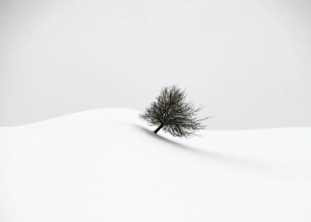 Wasinger, Renate: bianco inverno