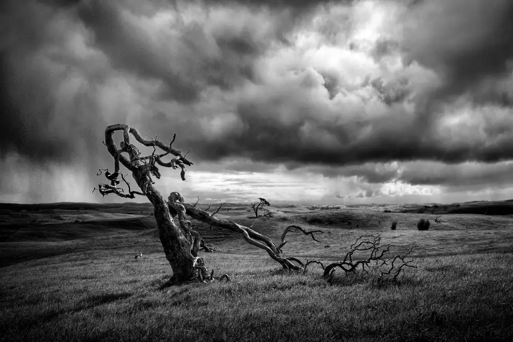 Elgar, Peter: Der Moonah-Baum