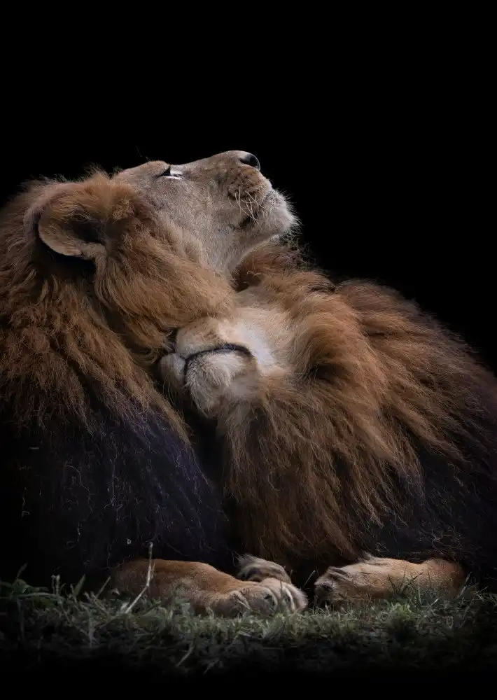Jealousy: Due leoni