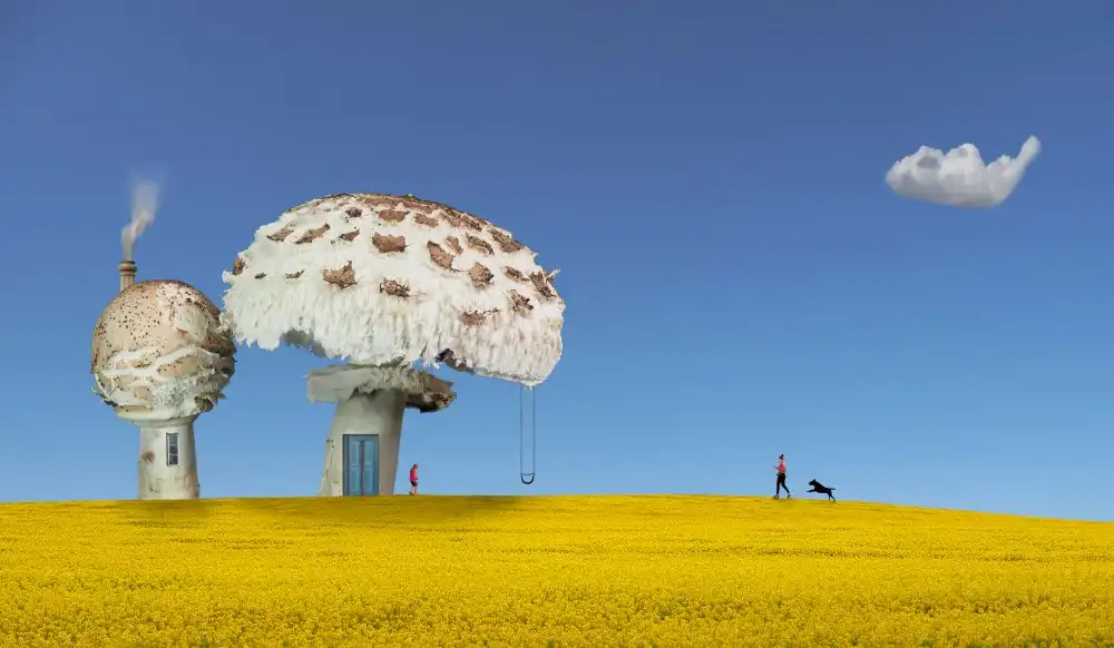 Hammer, Peter: Case dei funghi