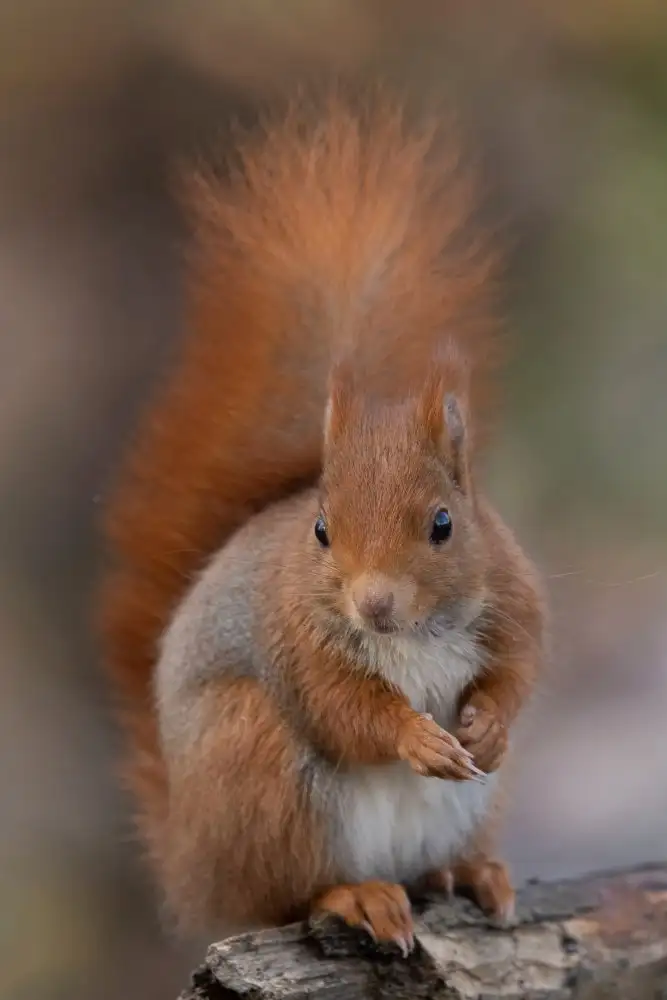Bolla, Paolo: Eichhörnchen