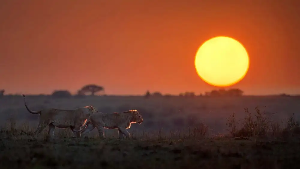 Lu, Jennifer: Ráno Afrika