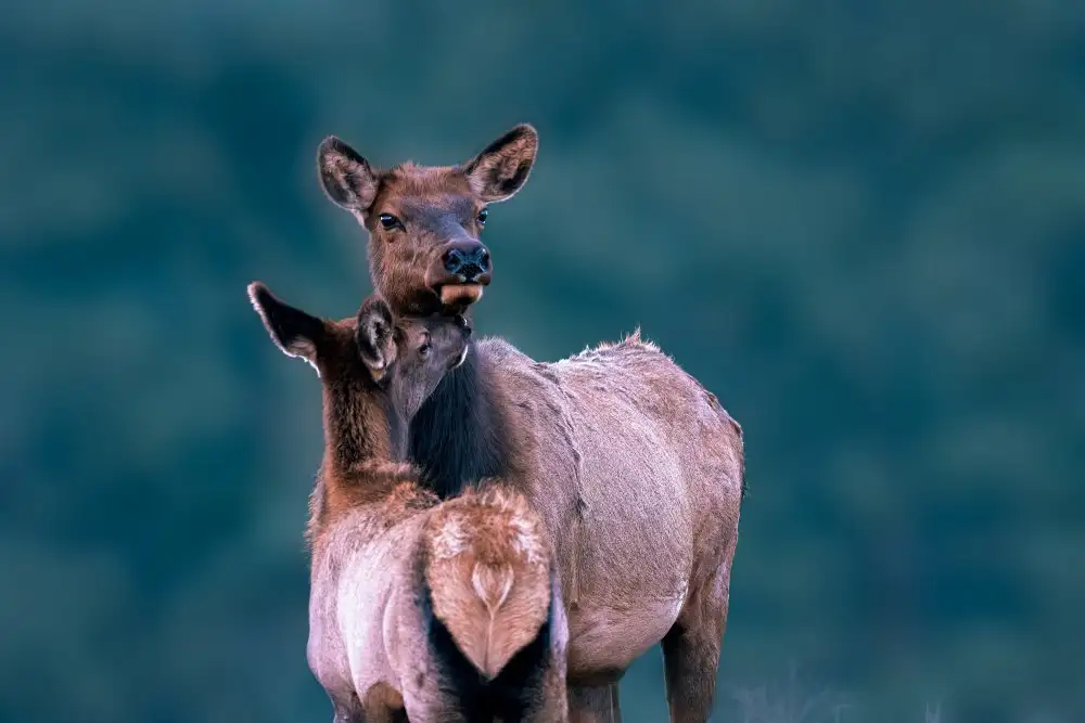 Wei, and Siyu: Un momento tenero con la mamma