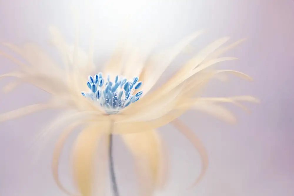 Parker, Jacky: Splendore