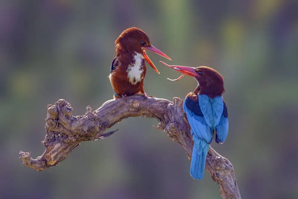 Moshe, Mallal: love is in the air