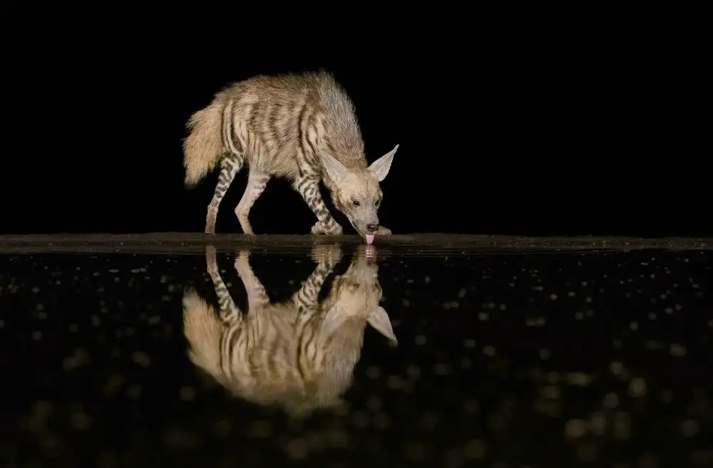 Lu, Jennifer: Hyena pruhovaná