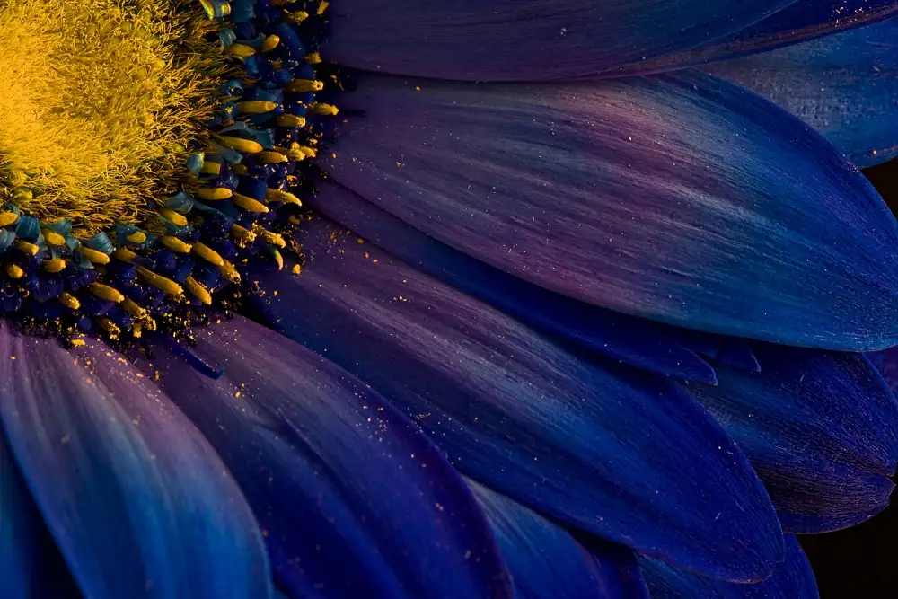 Þorsteinn,,, H. Ingibergsson,,,: Raggi blu