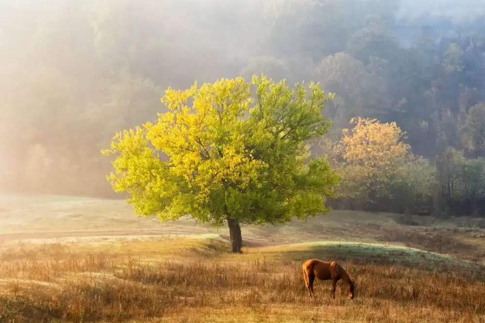 Prioteasa, Sebastian: Albero della vita