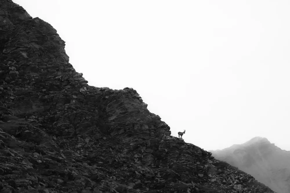 Dvorak, Petra: Steinbock