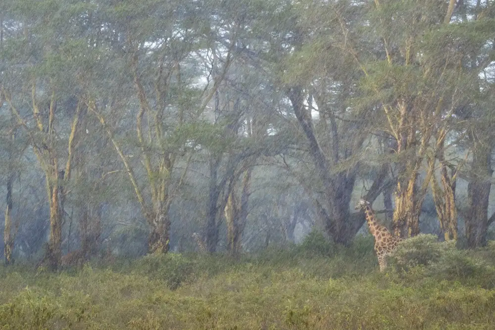Marchegiani, Roberto: Grande tempesta nella foresta