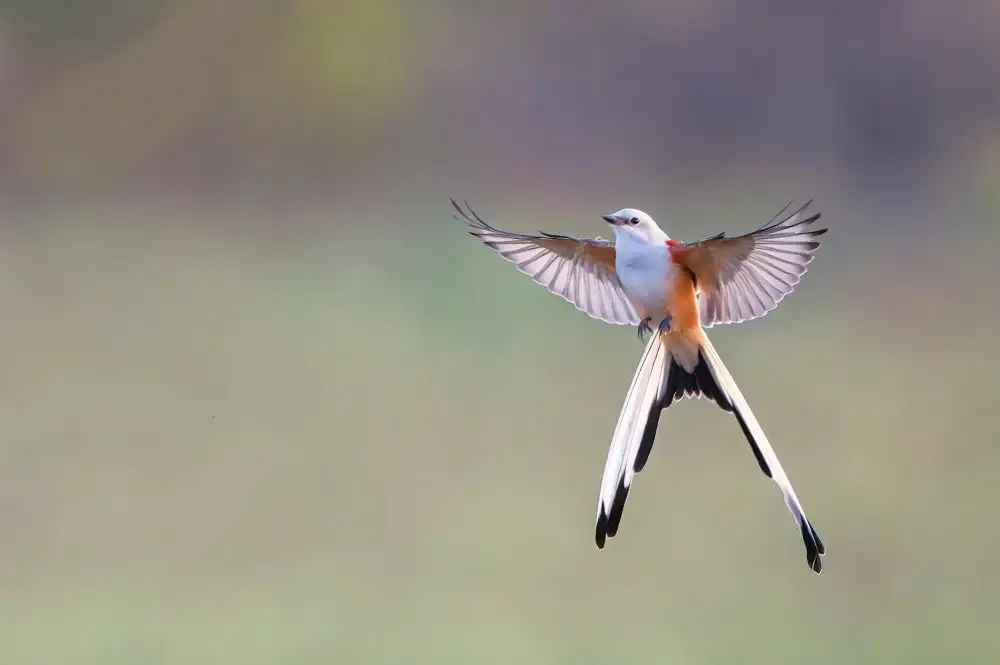 Xu, Sheila: Abbraccia la mattina