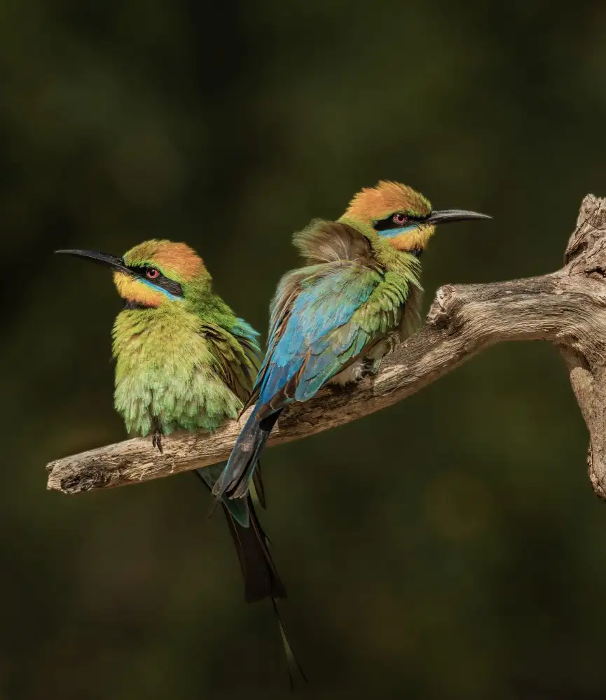 ahmadabdelhameed: Rainbow Bee-eaters