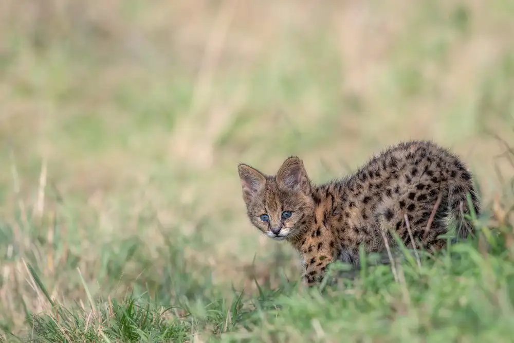 Catta, Alessandro: Malý Serval