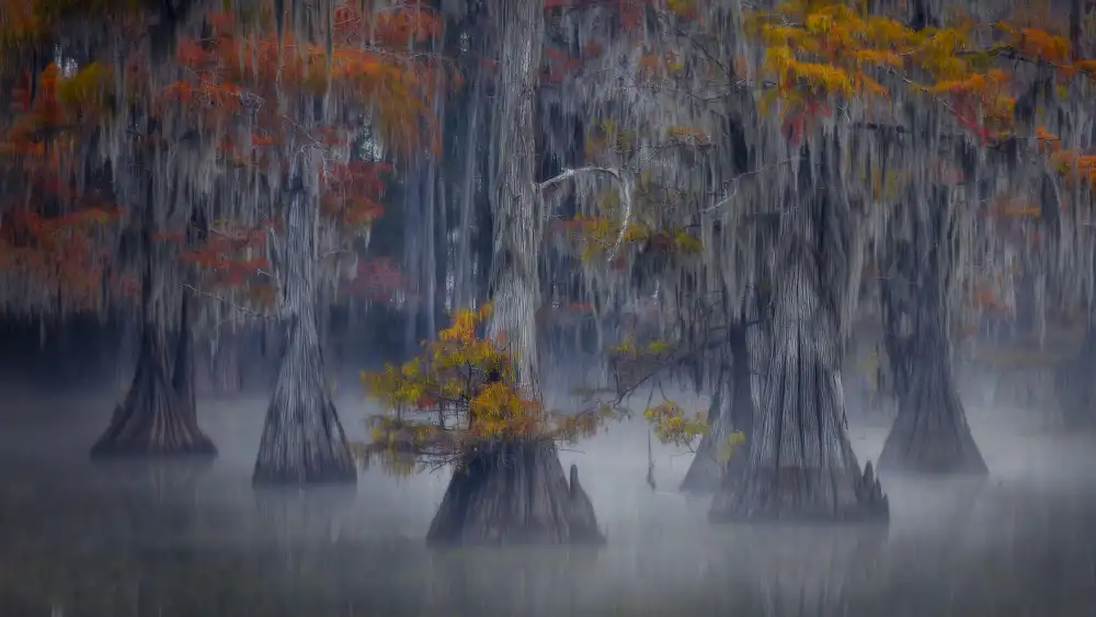 Zheng, Michael: Flotte von Cypress