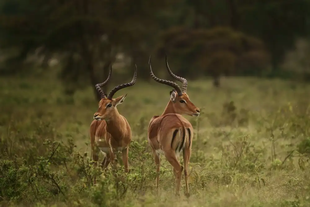 Joanaduenas: Aepyceros Melampus / Impala A736457