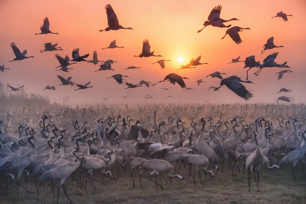 Or, Keren: Cranes at sunrise series