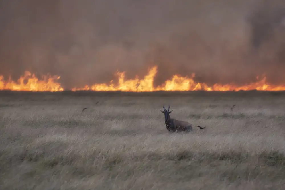 Marchegiani, Roberto: Savana in fiamme