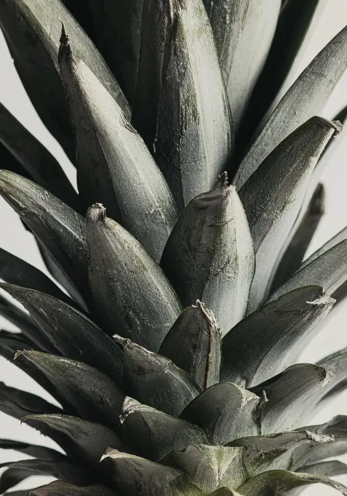 Studio, Pictufy: Ananas da vicino