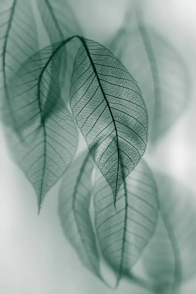 Kowatari, Shihya: Foglia