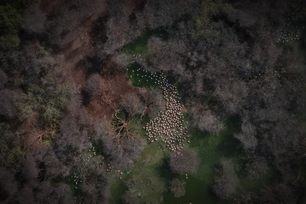 Marchegiani, Roberto: Flamingos