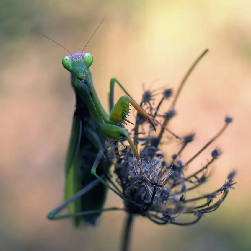 Hoffman, Jimmy: Mantis religiosa
