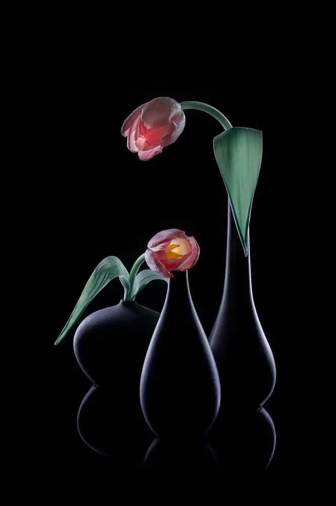 Jacobs, Lydia: Hallo Tulip