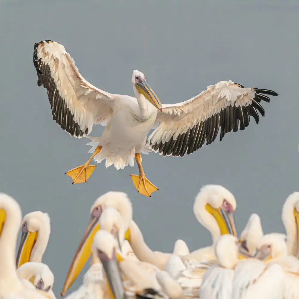 Lichtman, Boris: Pelicans
