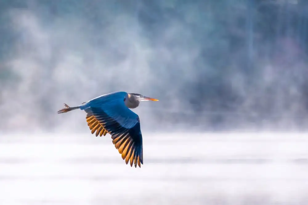 Yang, Jianping: Morgenflug