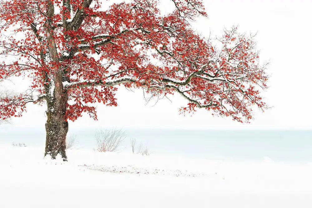 Eisenmann, Ulrike: Rêve d'hiver