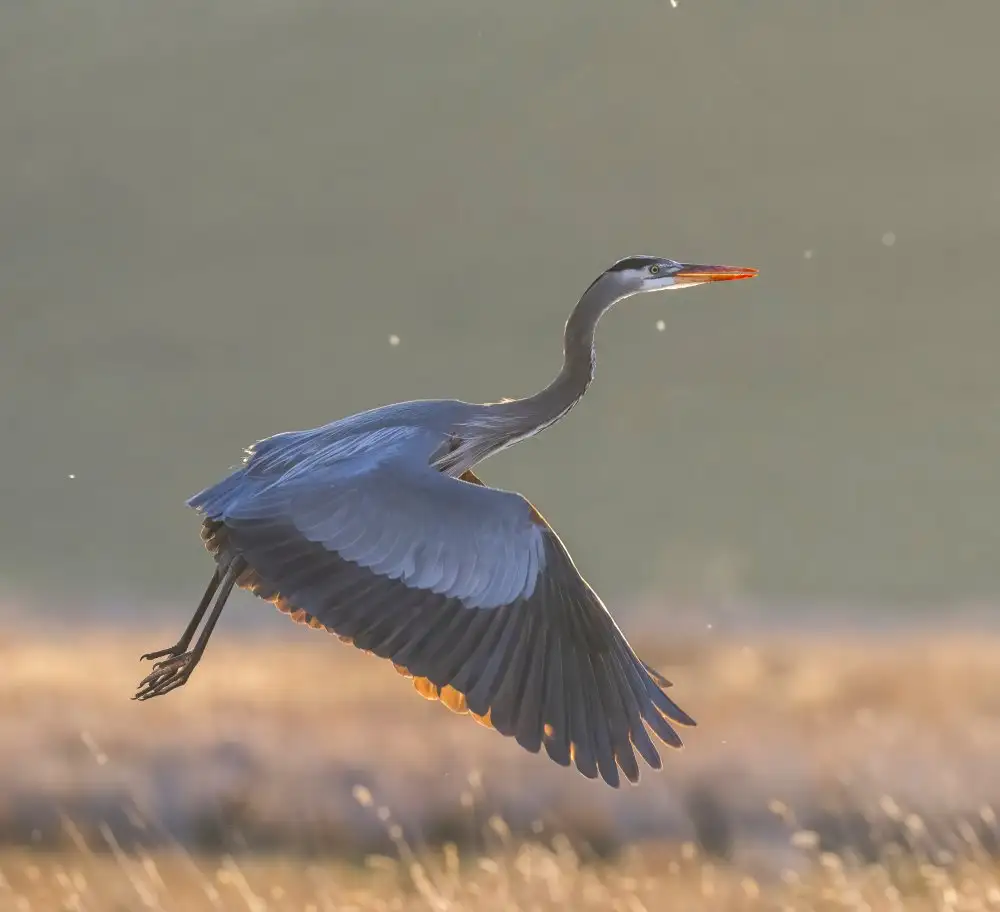 Tseng, Judy: Großer blauer Reiher