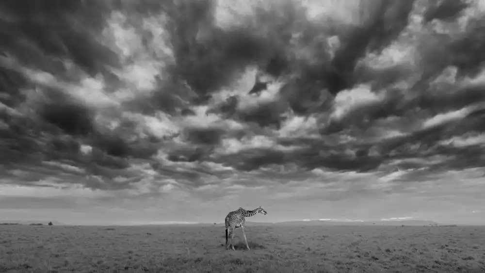 Xu, Sheila: Mattina presto alla Riserva Nazionale del Masai Mara