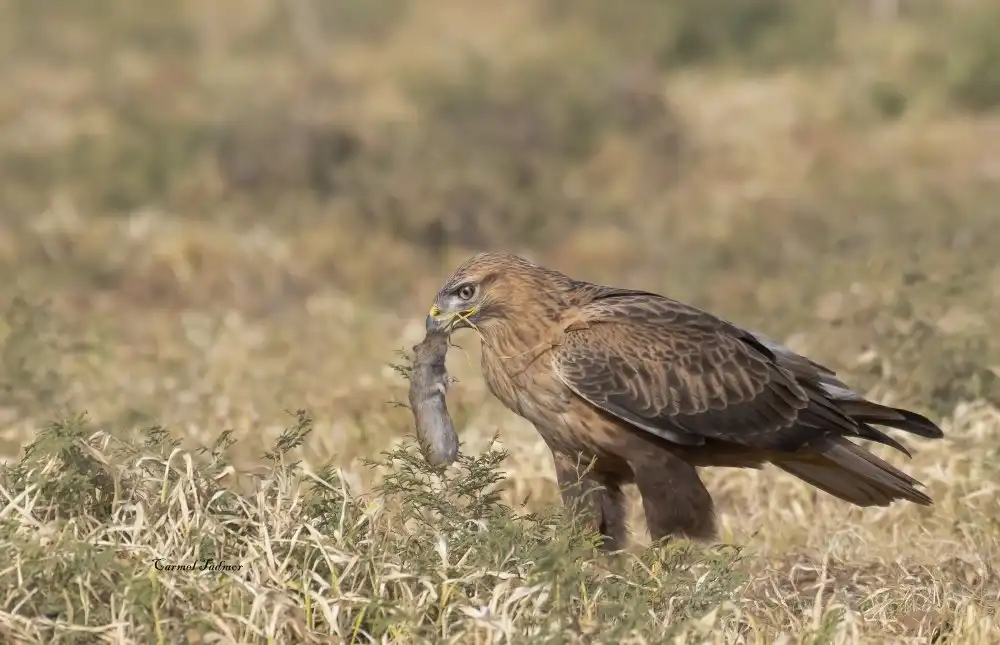 Tadmor, Carmel: Der Langbeinbussard fand seine Mahlzeit