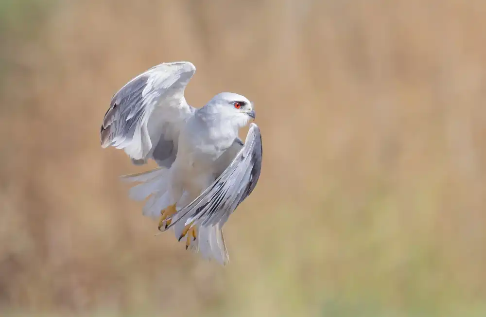 Tadmor, Carmel: Black Winged Kite Profilfliege